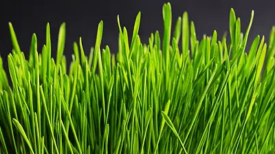 Plac Zebrań Ludowych w Gdańsku – wydarzenia i atrakcje 2025