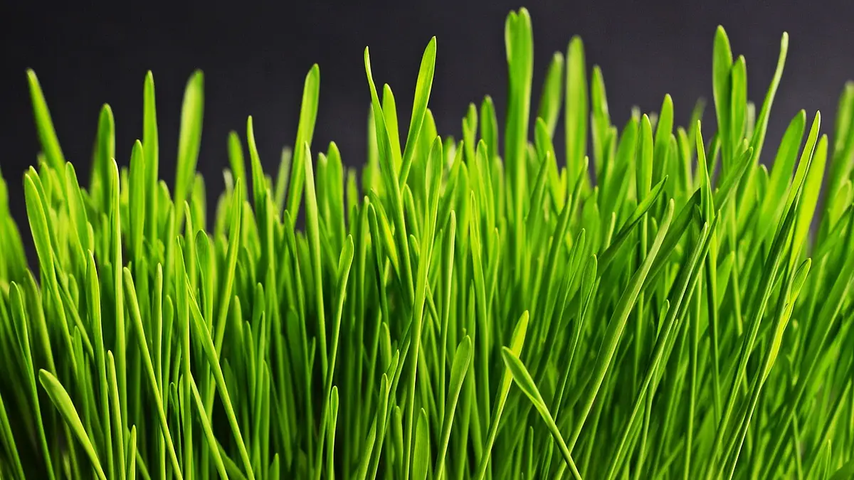 Plac Zebrań Ludowych w Gdańsku – wydarzenia i atrakcje 2025