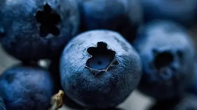 Borówka amerykańska – zdrowe właściwości i zastosowanie