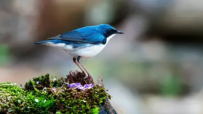 Pióro z grawerem – elegancki i osobisty prezent