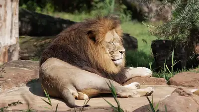 Gdańskie ZOO – największe zoo w Polsce z atrakcjami i edukac