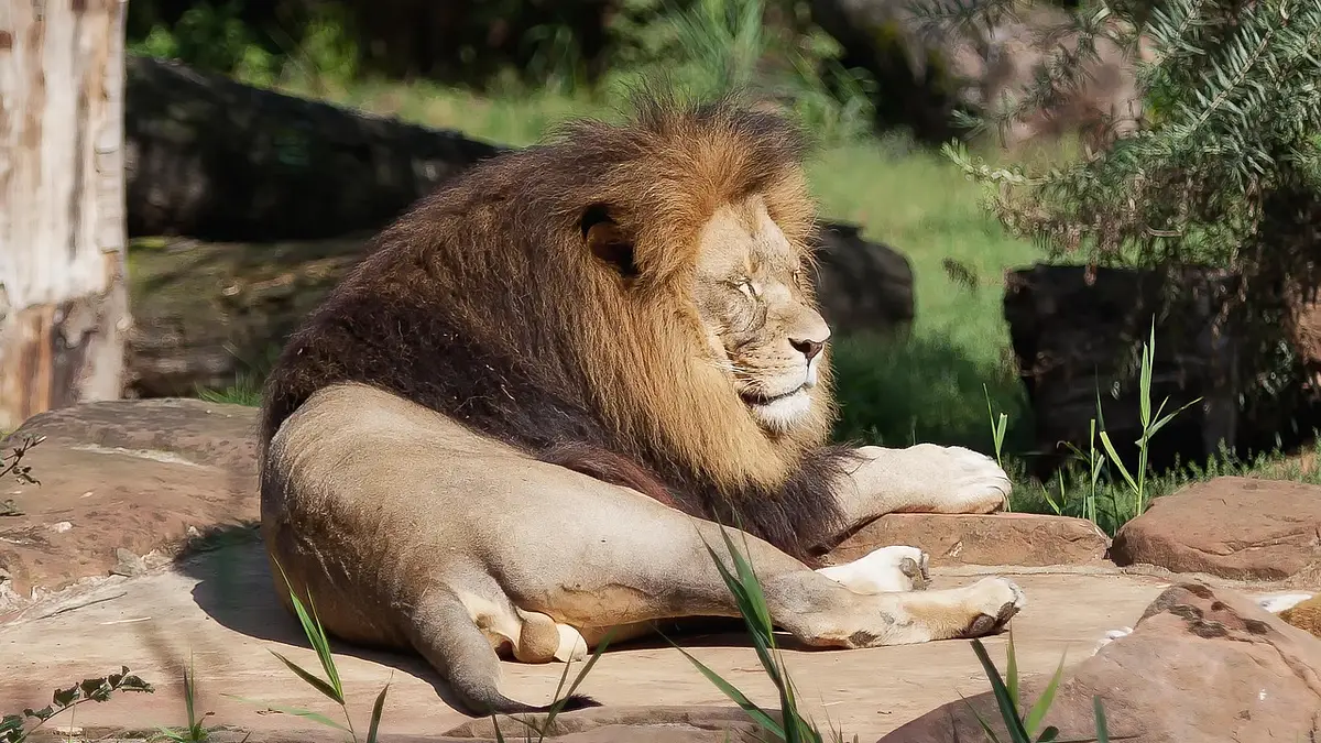 Gdańskie ZOO – największe zoo w Polsce z atrakcjami i edukac