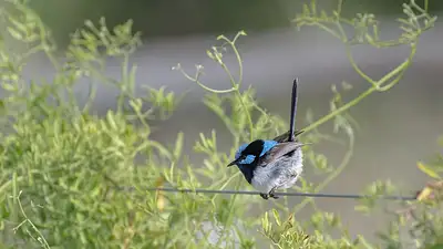 Profesjonalna wróżka: kim jest i jak pomaga w życiu?