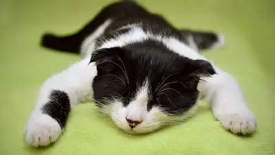 Kocie sny: jak zadbać o zdrowy sen kota