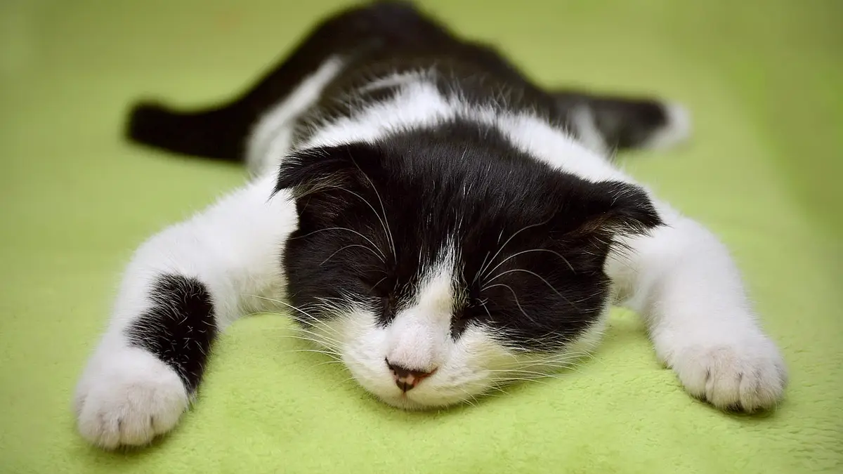 Kocie sny: jak zadbać o zdrowy sen kota