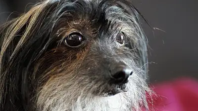 Jak dbać o męski zarost – Kompletny przewodnik pielęgnacji