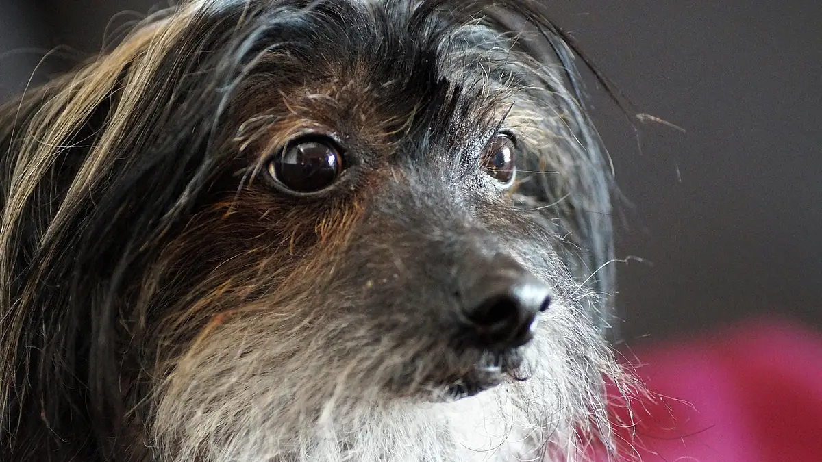 Jak dbać o męski zarost – Kompletny przewodnik pielęgnacji