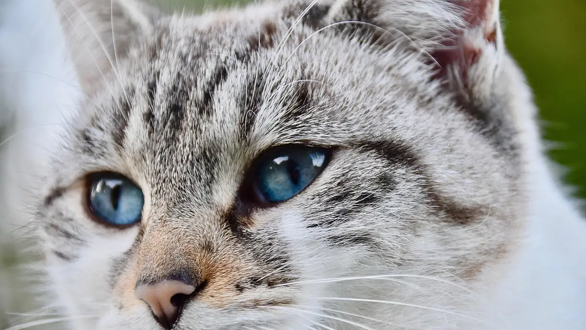 Meble kuchenne na wymiar – funkcjonalność i styl dla Twojej 