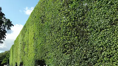 Ogród w Oliwie Gdańsk – Park Oliwski i jego atrakcje