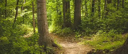 Lasy Oliwskie w Gdańsku