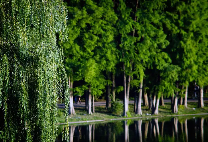 10 najpiękniejszych parków w Gdańsku, które musisz odwiedzić