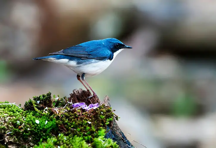 Pióro z grawerem - idealny prezent na każdą okazję