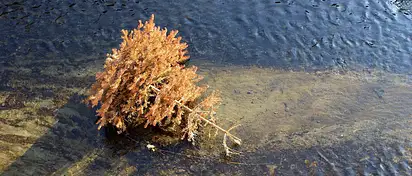 Poświąteczne odpady: jak segregować i recyklingować