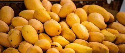 CBD cartridge Mango Kush - relaks z mango