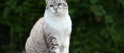 Jak wybrać idealną tapetę do domu?