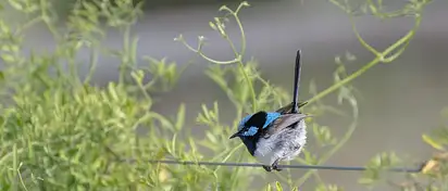 Profesjonalna wróżka: kim jest i co robi?