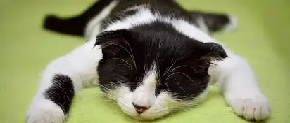 Jak zadbać o kocie sny | Porady dla właścicieli