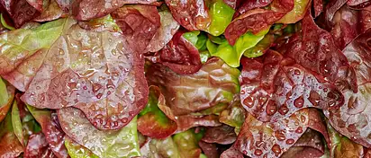 Zdrowe odżywianie pracowników: klucz do sukcesu