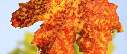 Jak chronić oczy jesienią? Porady eksperta