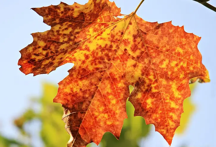 Jak chronić oczy jesienią? Porady eksperta