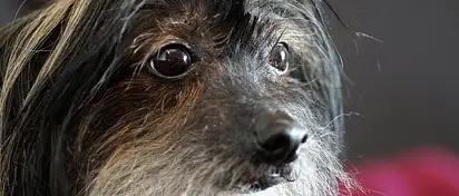 Jak dbać o męski zarost? Porady i wskazówki