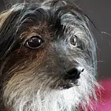 Jak dbać o męski zarost? Porady i wskazówki