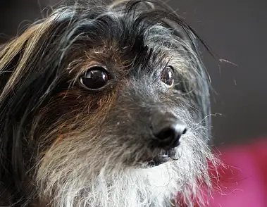 Jak dbać o męski zarost? Porady i wskazówki