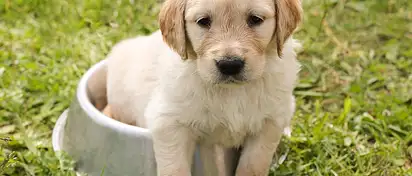 Legowisko dla psa - jak wybrać idealne