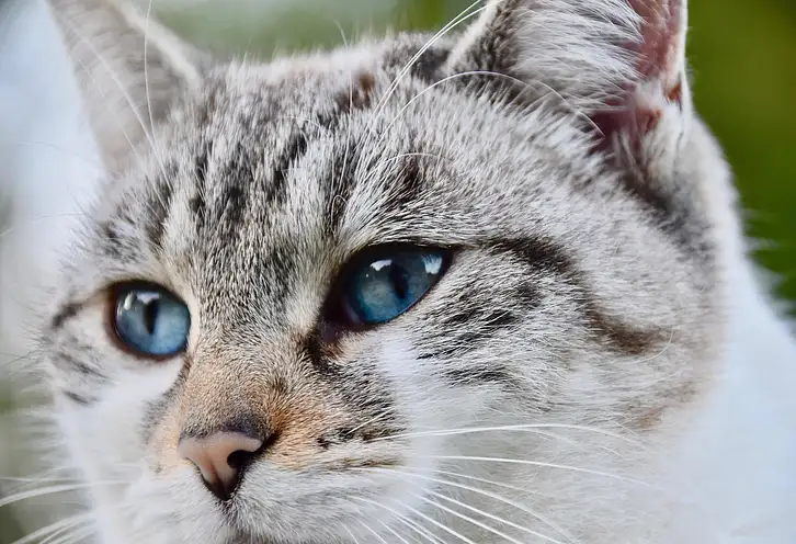 Meble kuchenne na wymiar - jakie wybrać?