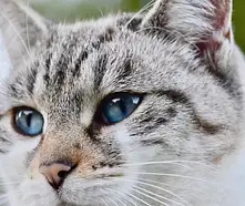 Meble kuchenne na wymiar - jakie wybrać?