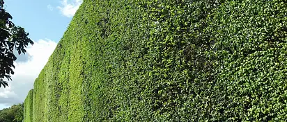 Ogród w Oliwie Gdańsk – Park Oliwski Atrakcje